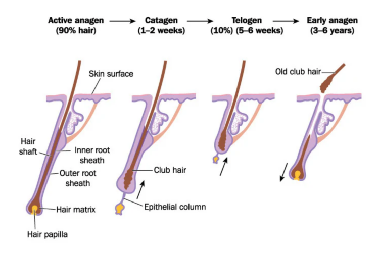 Stress disrupting the follicle growth cycle