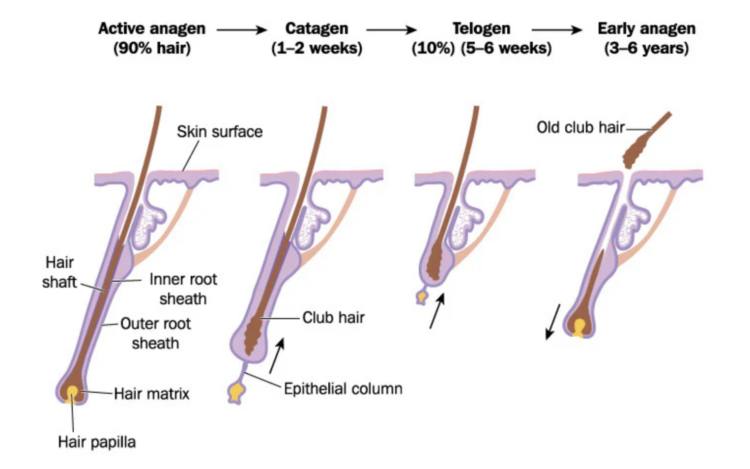 hair growth cycle 