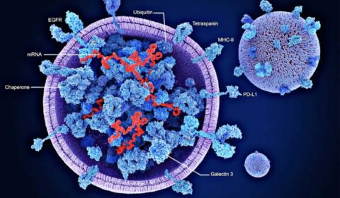 Exosomes for Hair Loss in Women: The Next Frontier in Regenerative Hair Therapy